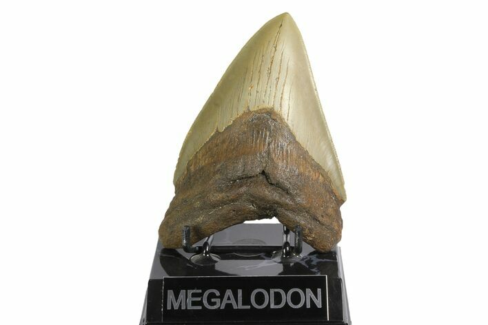 Serrated, Fossil Megalodon Tooth - North Carolina #164872